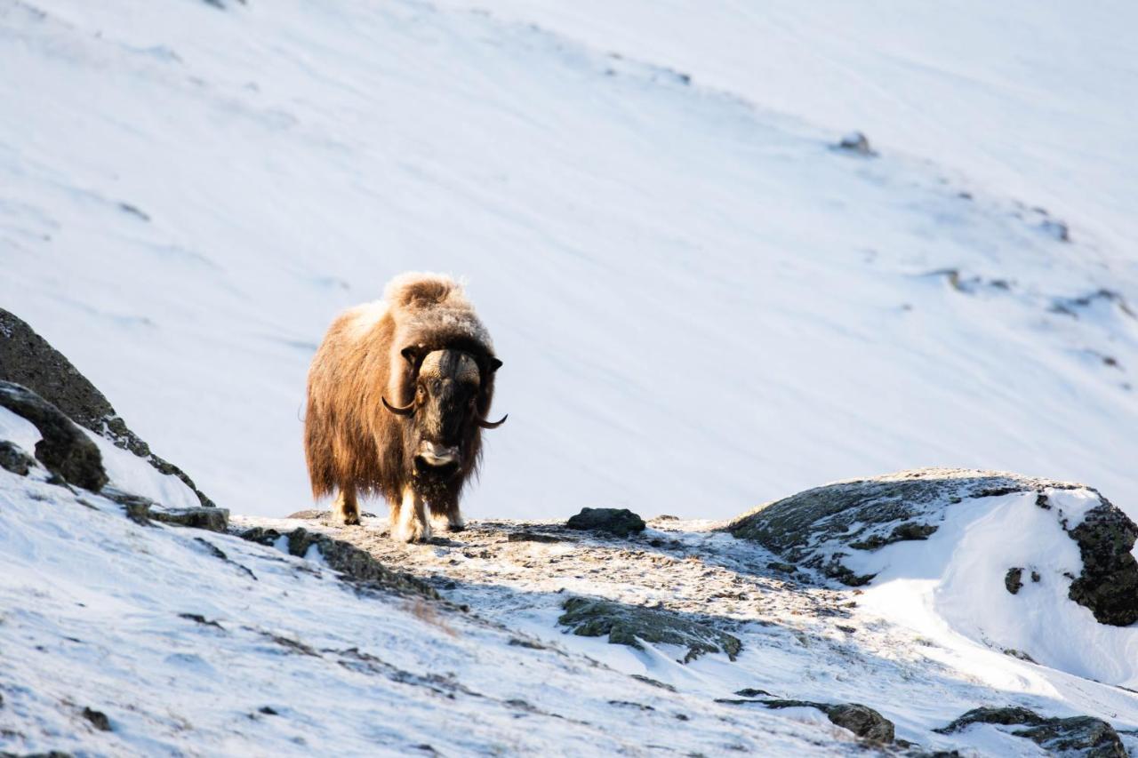 Rondane River Lodge - Rondane Gjestegard Enden Экстерьер фото