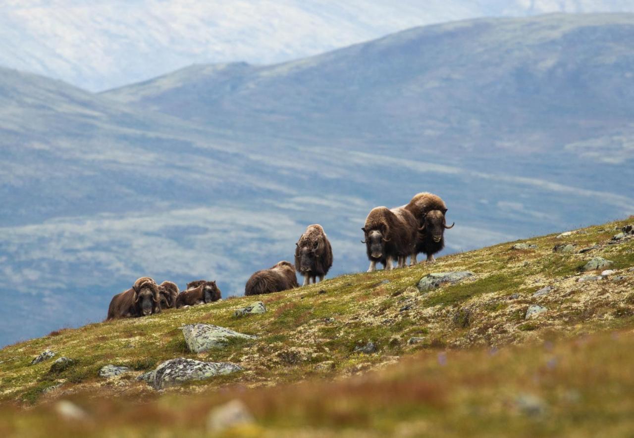 Rondane River Lodge - Rondane Gjestegard Enden Экстерьер фото