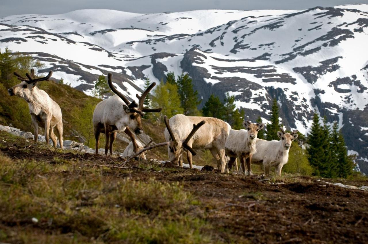 Rondane River Lodge - Rondane Gjestegard Enden Экстерьер фото